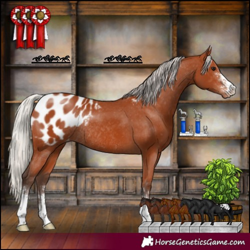 Horse Color:Silver Bay Sabino Appaloosa Rabicano