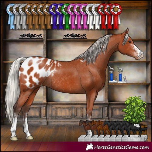 Horse Color:Silver Bay Sabino Blanket Rabicano 