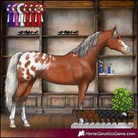 Horse Color:Silver Bay Sabino Appaloosa Rabicano 