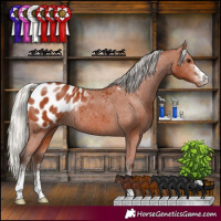 Horse Color:Silver Bay Sabino Appaloosa Rabicano 