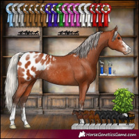 Horse Color:Silver Bay Sabino Blanket Rabicano