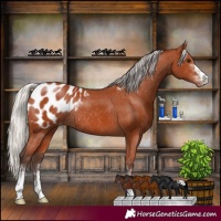 Horse Color:Silver Bay Sabino Appaloosa Rabicano