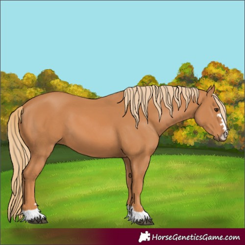 Horse Color:Chestnut 