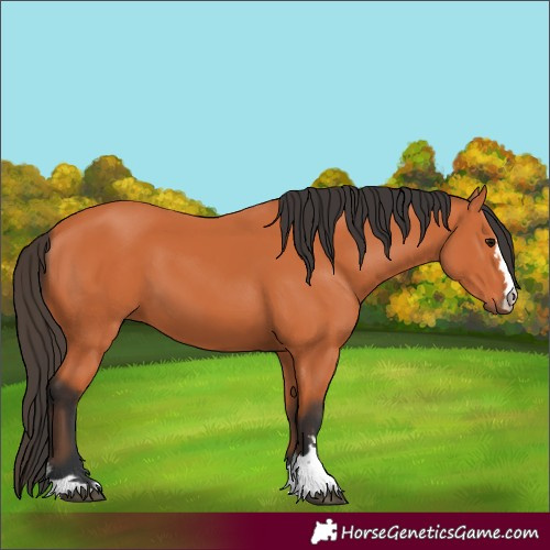 Horse Color:Bay 