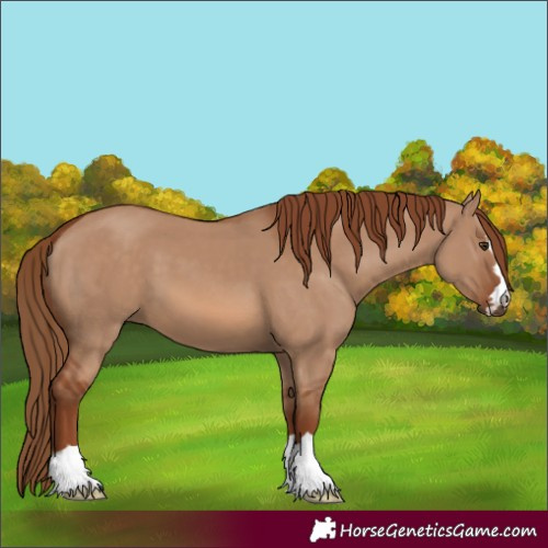 Horse Color:Red Dun 