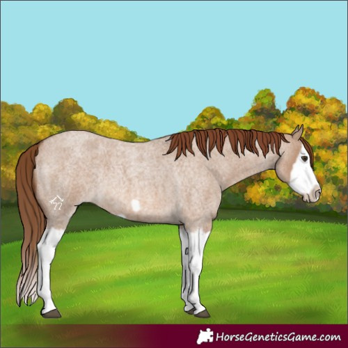 Horse Color:Red Dun Roan Splash Frame Rabicano 