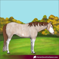 Horse Color:Red Dun Roan Splash Frame Rabicano