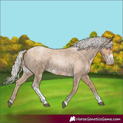 Horse Color:Unknown