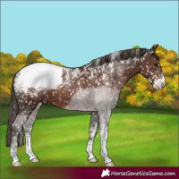 Horse Color:Powder White Liver Chestnut Appaloosa Rabicano