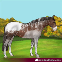 Horse Color:Powder White Liver Chestnut Appaloosa Rabicano 