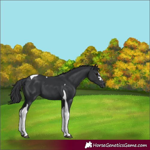 Horse Color:Black Tobiano