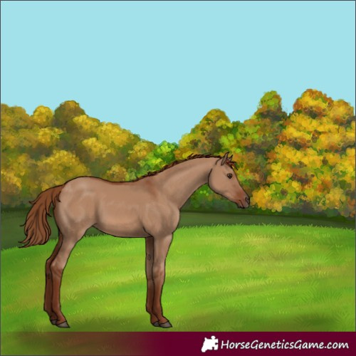 Horse Color:Red Dun 