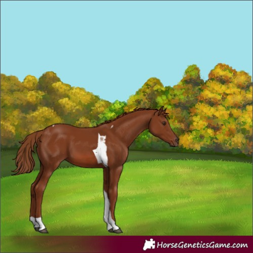 Horse Color:Chestnut Tobiano 
