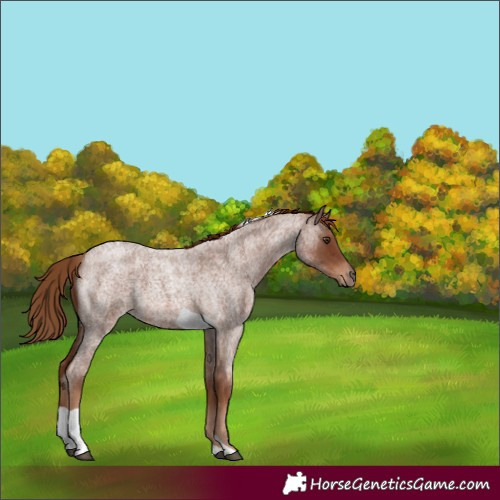Horse Color:Red Roan Tobiano 
