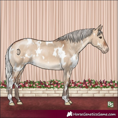 Horse Color:White Spotted Silver Bay Dun Appaloosa 
