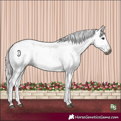 Horse Color:Gray Silver Brown Sabino Blanket Rabicano 