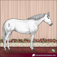 Horse Color:Gray Silver Brown Sabino Appaloosa Rabicano