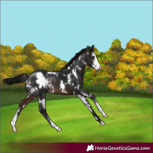 Horse Color:Gray White Spotted Brown Sabino Rabicano 