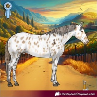 Horse Color:Buckskin Dun Sabino Appaloosa 