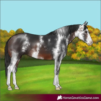 Horse Color:Brown Sabino