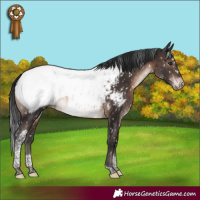 Horse Color:Brown Mushroom Tobiano Appaloosa Rabicano