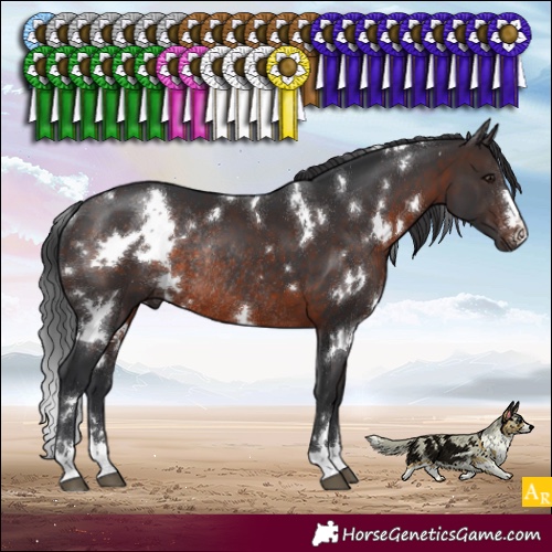 Horse Color:White Spotted Brown Rabicano 