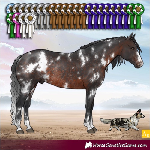Horse Color:White Spotted Brown Rabicano 
