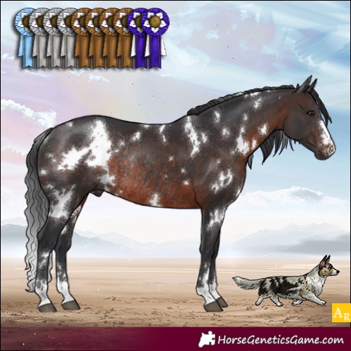 Horse Color:White Spotted Brown Rabicano 