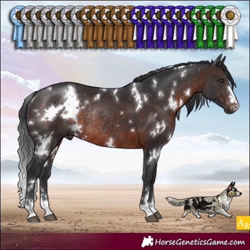Horse Color:White Spotted Brown Rabicano