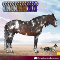 Horse Color:White Spotted Brown Rabicano 
