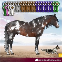 Horse Color:White Spotted Brown Rabicano 