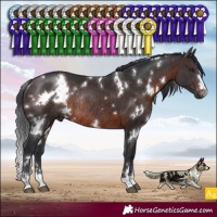 Horse Color:White Spotted Brown Rabicano 