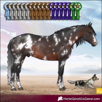 Horse Color:White Spotted Brown Rabicano 