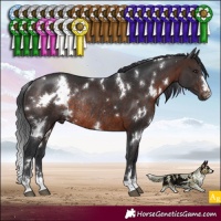 Horse Color:White Spotted Brown Rabicano