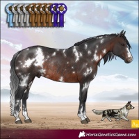 Horse Color:White Spotted Brown Rabicano