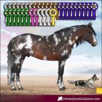 Horse Color:White Spotted Brown Rabicano