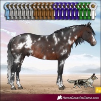 Horse Color:White Spotted Brown Rabicano 