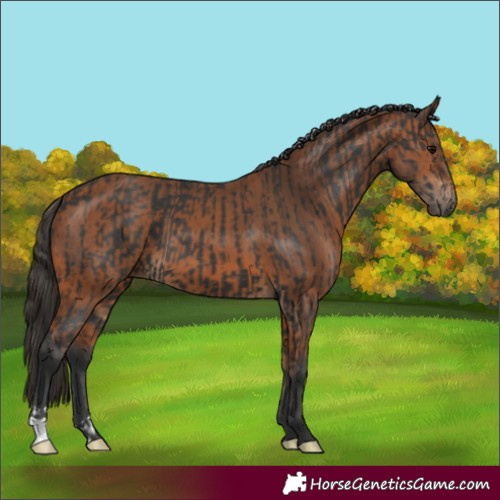 Horse Color:Black and Bay