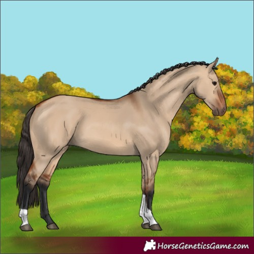 Horse Color:Bay Dun Tobiano Rabicano 