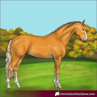 Horse Color:Gray Palomino 