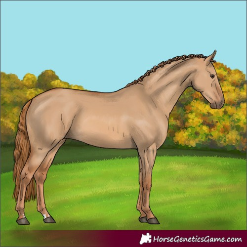 Horse Color:Red Dun Rabicano 
