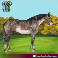 Horse Color:Brown Dun Tobiano Appaloosa Rabicano Brindle
