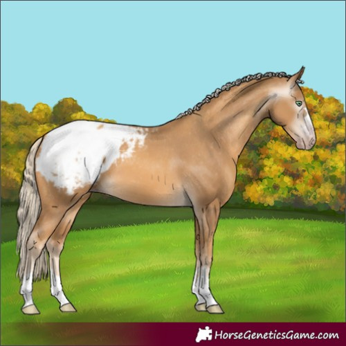 Horse Color:Gray Gold Cream Champagne Appaloosa