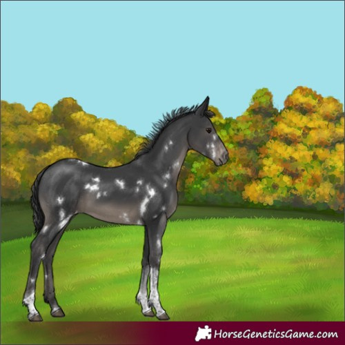 Horse Color:White Spotted Black Tobiano Appaloosa Rabicano 