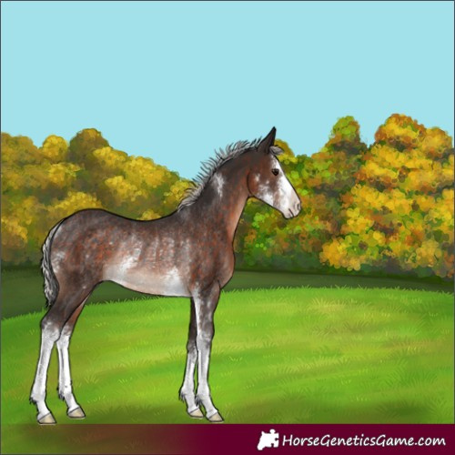 Horse Color:Silver Brown Sabino Rabicano 