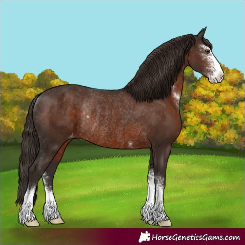 Horse Color:Liver Chestnut Sabino Appaloosa Rabicano