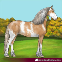 Horse Color:Palomino Sabino Rabicano 