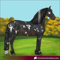 Horse Color:White Spotted Brown