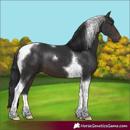 Horse Color:Brown Tobiano 