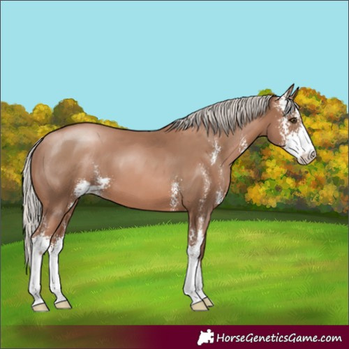 Horse Color:Silver Black Pearl Sabino